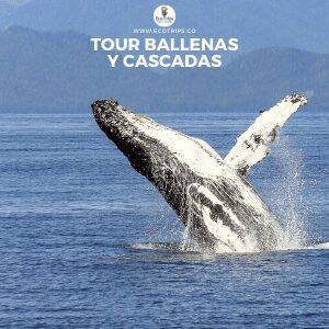foto cascada la sierpe - avistamiento de ballenas - ecotrips - www.ecotrips.co - colombia - 0006