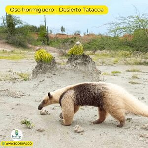 Oso hormiguero en el Desierto la Tatacoa - viaje al desierto la tatacoa por ecotrips - plataforma de viajes ecotrips - www.ecotrips.co
