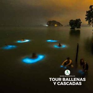 tour plancton luminoso bioluminiscente bahia malaga colobmia por ecotrips plataforma de viajes www.ecotrips.co 002