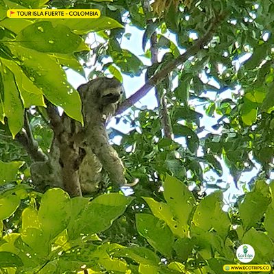 tour isla fuerte playas todo incluido ecotrips www.ecotrips.co 004