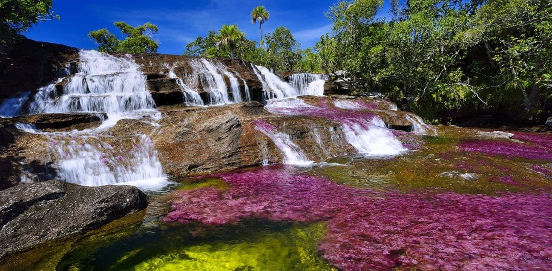 Caño cristales tour por ecotrips www.ecotrips.co background 001