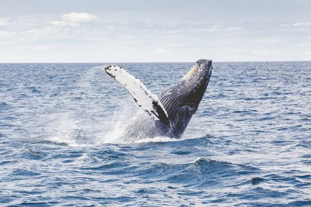 avistamiento-de-ballenas-ecotrips-www.ecotrips.co-colombia-jpg