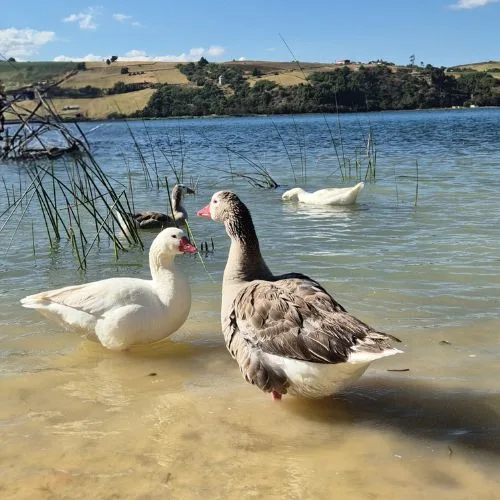 Tour-playa-blanca-lago-de-tota-y-pueblitos-de-Boyaca-con-ecotrips003